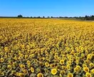 生きるのに疲れた方のみ対応致します 精神的、身体的な辛さは､声として対応したいと思います。 イメージ2