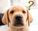 犬猫の健康・お悩み相談のります わんちゃん、ねこちゃんの困った！をご相談ください イメージ1