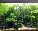 熱帯魚や海水魚 水草水槽の作成維持等教えます 美しい水草水槽や飼育全般に関して イメージ3