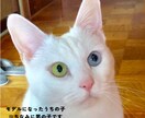 幸運を呼ぶ白猫★タロット×西洋占星術で占います 【恋愛・縁結び・復縁】今と未来を読み解き明るい未来へ導きます イメージ6