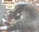 猫 専門 ペットを迎える前の相談承ります 終生飼養の視点で、犬猫飼養アドバイザーが一緒に整理します イメージ6