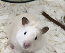 小動物の写真撮影代行します わんちゃんやかねこちゃん、ハムスターや鳥に至るまで！ イメージ1