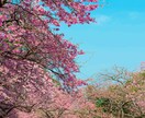 桜の写真を提供いたします 沖縄に咲く桜（ソメイヨシノ）と空のコラボレーション イメージ7