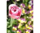 美しいお花の写真をお届けします ほっこり癒される空間づくりにおすすめ イメージ3