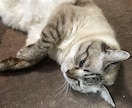あなたのお話し聞きます 愚痴から、秘密の話しまで何でもお話し聞きます！！ イメージ4