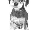猫、犬等ペットの似顔絵をモノクロでリアルに描きます 鉛筆画、パステルなどで白黒の小動物を写真のように描きます イメージ3