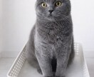 背景のごちゃごちゃ、きれいにします 写真を自然に、すっきり整えます イメージ2