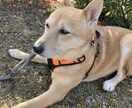 疾患をもつ犬猫の飼い主さんのお悩み相談をいたします 現役愛玩動物看護師が飼い主さんの悩みに寄り添います イメージ1