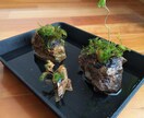 ビオトープつくります メダカなどを育てるためのビオトープを作ります。 イメージ1