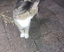 なんでも相談にのります 一度、僕の声を聞いてみませんか？絶対癒されます。 イメージ1