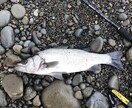 淡路島、明石、和歌山の釣りポイント教えます 関西近郊の釣りポイント教えます青物、スズキ、ヒラスズキ等 イメージ3