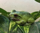 ヘビ、トカゲ、カメ、カエルの飼育相談のります 現在日本産(野生由来)のもの22種50匹ほど飼育中。 イメージ9