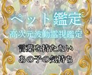 ペットとの絆を波動で詠み解き愛の記憶を繋ぎ直します あの子が伝えたたい「あなたへの想い」言葉を超えた愛を霊視 イメージ1