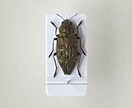昆虫標本の専門家であなたの標本をさらに輝かせます 昆虫類の標本展足と再構築の専門家です！ イメージ5