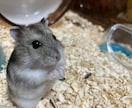 必ず満足するような歌詞を作ります 腕に自信ありの、音楽学科の生徒 イメージ1
