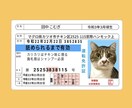 ペット様のお写真からパロディ運転免許証を作ります 細かな項目全てご指定可！ステッカーでお届け・プラカード有 イメージ3