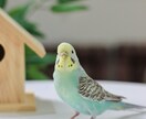 虹の橋を渡った大事な家族 心の声を届けます あの子が伝えたかった気持ち、あなたの想いを繋げます イメージ6