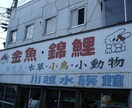 テーマが「昭和レトロ」の監修・図録執筆・校閲します ネット検索では分からない部分まで。文献調査させていただきます イメージ4