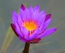 貴方の望む本当の才能開花させます 才能を引き出し思いのままに生きられる理想の世界へ イメージ2
