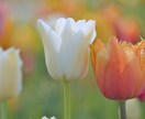 3月の運気を占いますます 運気は良い悪いではなく「どう乗るか」が大切です♥ イメージ1