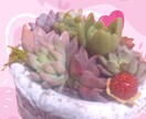 多肉植物のお悩み解決のお手伝いいたします 植物がもっと好きになる、育てるワクワクもお届けします イメージ2
