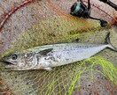 釣り歴40年が魚釣り（初級～中級）の相談にのります テンヤ、ボートエギング、フカセ、ヤエン、投げ釣りの仕掛け イメージ5
