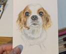 温もり色鉛筆のペット似顔絵、描きます 写真以上の"ぬくもり"を色鉛筆でふんわりリアルに イメージ3