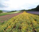 北海道旅行のプランを条件に合わせて考えます 【北海道好きで在住経験アリ】最高の思い出を作りましょう！ イメージ2