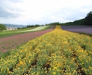 北海道旅行のプランを条件に合わせて考えます 【北海道好きで在住経験アリ】最高の思い出を作りましょう！ イメージ2