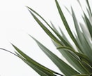 現役Webマーケターが販売戦略をコンサル支援します 初回10名限定価格｜植物・園芸資材の事業戦略にお悩みの方へ イメージ1