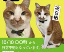 迷い猫・迷い犬の捜索の画像を作ります 迷い猫・迷い犬の画像を作ります！チラシ形式のデータもお渡し可 イメージ1
