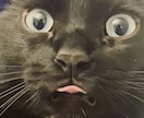 あなたの愛猫自慢を電話で聞きます 【猫自慢・親バカ大歓迎】うちの子の可愛さをのろけ倒して！ イメージ2
