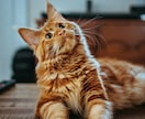 ペットの気持ち、霊体をアニマルヒーリングします ワンちゃん猫ちゃんのエネルギー体、メンタルを遠隔ヒーリング⭐ イメージ3