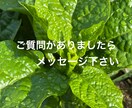 遠隔ヒーリングをお取り寄せで受け取れます 遠隔でのエネルギー調整を、いつでもお好きなタイミングでどうぞ イメージ6