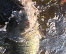 バス釣りなどの情報をお教えします 長野県諏訪周辺でのバス釣りの情報 イメージ1