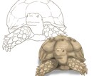 うちの子塗り絵お描きします ペットなどのお好きな動物を自分色で彩ってみませんか イメージ4