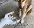 気軽に使ってね♪あなたの女友達になります 女性と話す練習や恋愛相談・雑談・愚痴・優しく受けとめます。 イメージ4