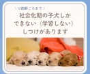 子犬期のしつけを4ヵ月齢まで継続サポートします 行動専門獣医師によるオーダーメイドのしつけ相談室です。 イメージ4
