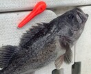 ボート釣りノウハウ教えます 釣り歴30年プレジャーボート乗ってます。 イメージ3