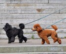 時間短縮！画像素材100枚収集します 画像探しの時間を節約！必要な素材をまとめて収集します イメージ3