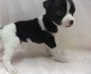 沢山の恋愛→失恋から学んだこと全て踏まえて導きます 恋愛に関しての事なら何でもお任せ下さい。 イメージ1