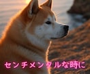としこの部屋⭐秋田犬があなたのペットになります ⭐看板犬が、雑談・愚痴・恋愛…ご希望のお話をお聴きします⭐ イメージ8