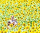 ファミリー向けに出張撮影をいたします 【関西】お花畑での撮影、七五三、お宮参りなど承ります。 イメージ1