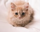 ペットの可愛い瞬間を出張撮影いたします 猫2匹と暮らすカメラマンがペットの記念撮影を行います！ イメージ3
