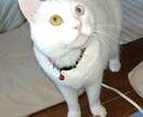 文字起こし、カット、動画編集行います 御希望に合わせた魅力のある商品を！ イメージ1
