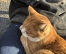 男子学生が貴方のお話をお聞きします お悩み相談、雑談、愚痴、どんな内容でもお聞きします！ イメージ2