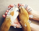 ペットからあなたへ…心のメッセージ伝えます |涙の先にある温もり　あの子が伝えたかったこと イメージ8