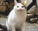 どんな相談もちゃんと聞き自分なりのアドバイスします 皆が相談出来て良かったと思えるよう努力します イメージ1