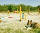 愛犬との関係で不安や疑問はありませんか？解決します 褒める訓練、警察犬の訓練など様々な経験があるため幅広く対応 イメージ2