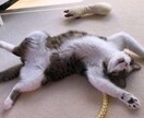 何でも聞きます とにかく思いっきり話してみませんか？ イメージ1